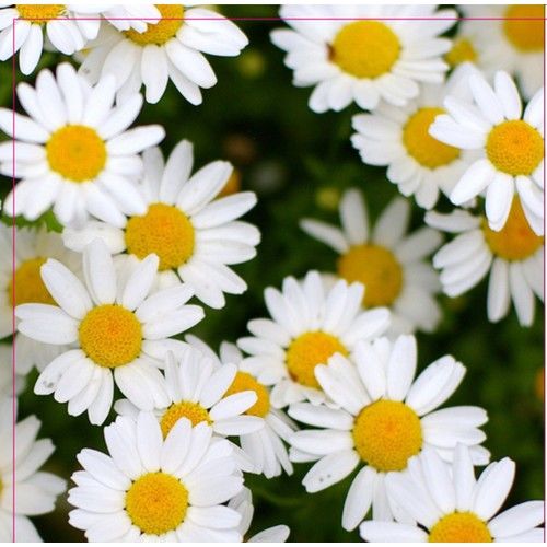 Arzuman Papatya Tohumu 100 Adet