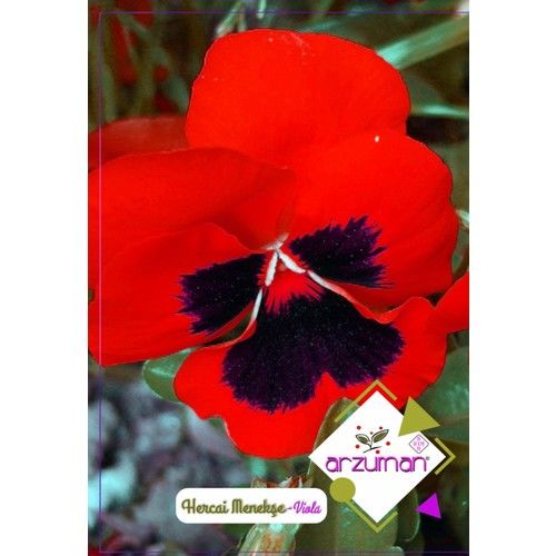 Arzuman Hercai Menekşe Çiçeği Tohumu (100 Adet)
