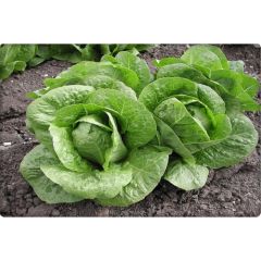 Arzuman Yedikule Marul Tohumu (10 Gr)Göbekli Marul