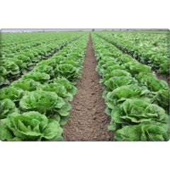 Arzuman Yedikule Marul Tohumu (10 Gr)Göbekli Marul