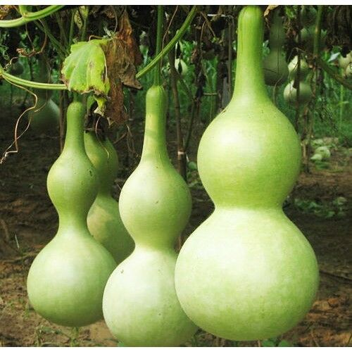 Arzuman Su/Et Kabak 5 Tohum