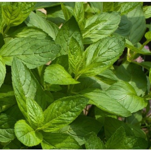 Arzuman Nane Sebze Tohum 100 Adet