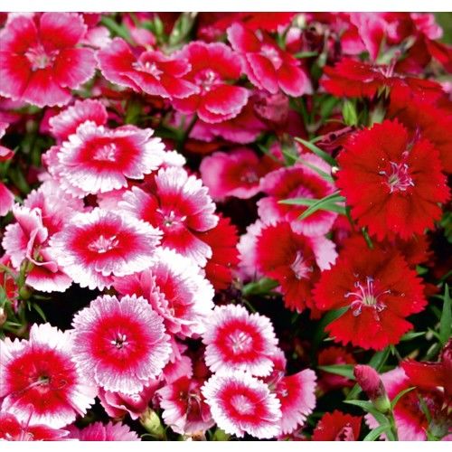 Arzuman Çin Karanfili (Dianthus Chinensis) Çiçek Tohumu 100 Adet