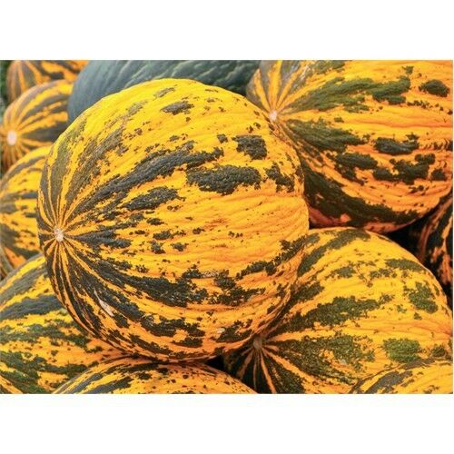 Kavun Kırkağaç 637 Tohumu(5 Gr)