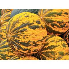 Kavun Kırkağaç 637 Tohumu(5 Gr)