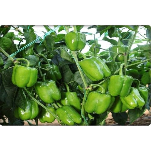 Arzuman Dolma Biber Tohumu İnce Kabuk 10 gr