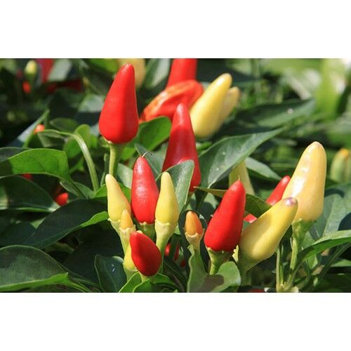 Arzuman Biberiye Konik 5 Gram