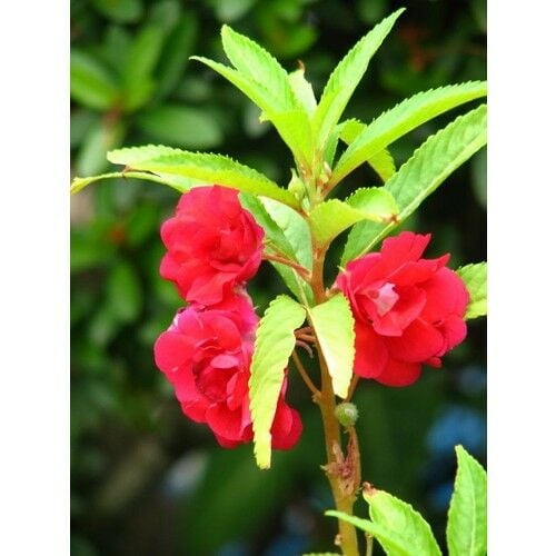 Arzuman Türbe Çiçeği (Impatıens Balsamıa) 30 Adet