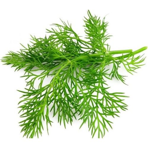 Arzuman Dereotu 10 Gram