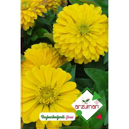 Arzuman Beybenibeğendi Çiçeği 30 Tohum