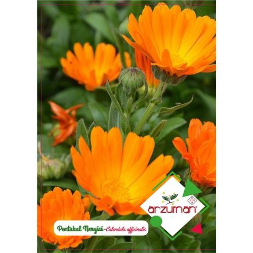 Arzuman Portakal Nergisi 30'lu