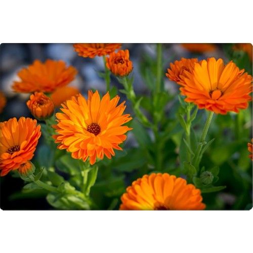 Arzuman Portakal Nergisi Tohumu 30'lu