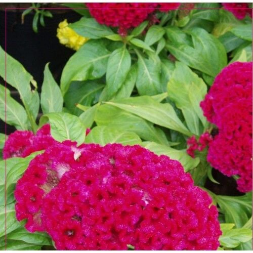 Arzuman Horozibiği Tohumu 100 Adet