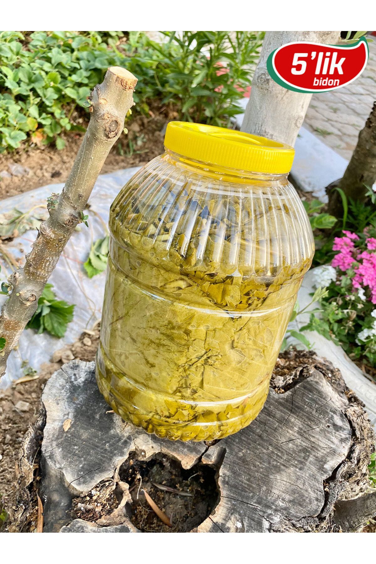 2024 Mahsul Doğal Katkısız Narince Asma Üzüm Yaprağı 5 Kg