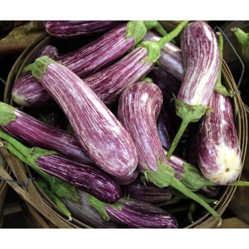 Arzuman Çizgili Alaca Patlıcan 5 Gram