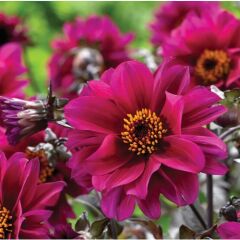 Arzuman Dahlia Çiçeği 30 Tohum