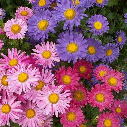 Arzuman Aster 50 Adet