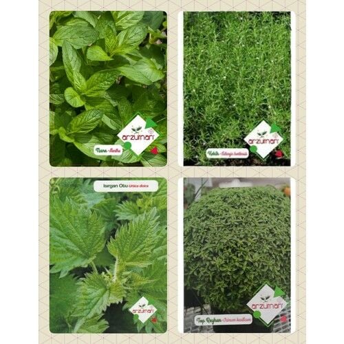 Arzuman Aromatik Bitkiler
