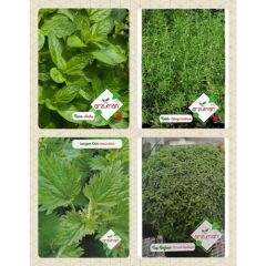 Arzuman Aromatik Bitkiler