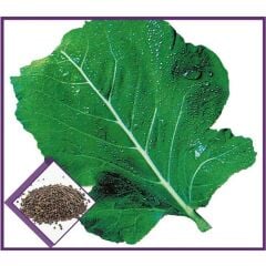 Arzuman Sebze Kara Lahana Tohumu