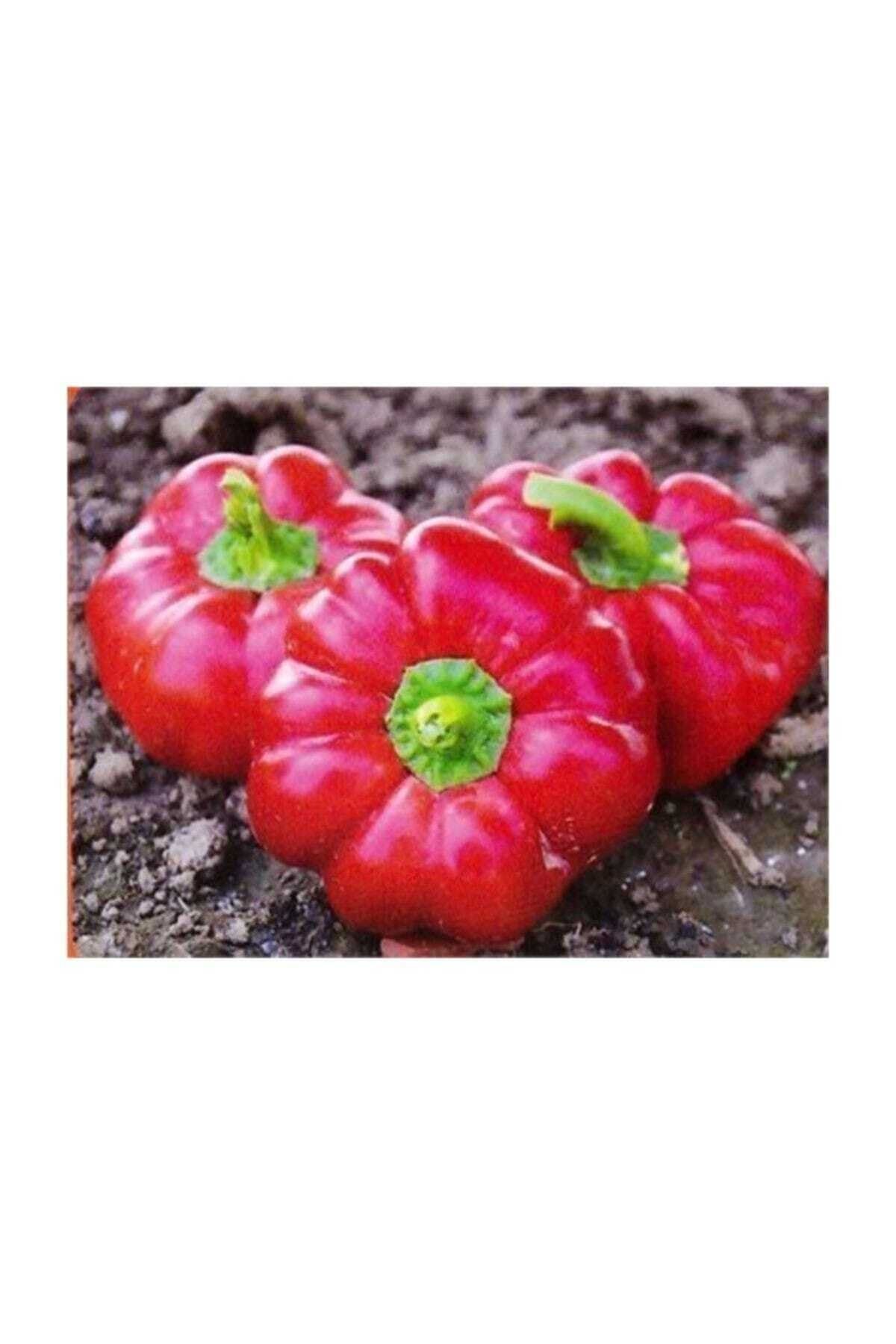 Domates Biberi Tohumu