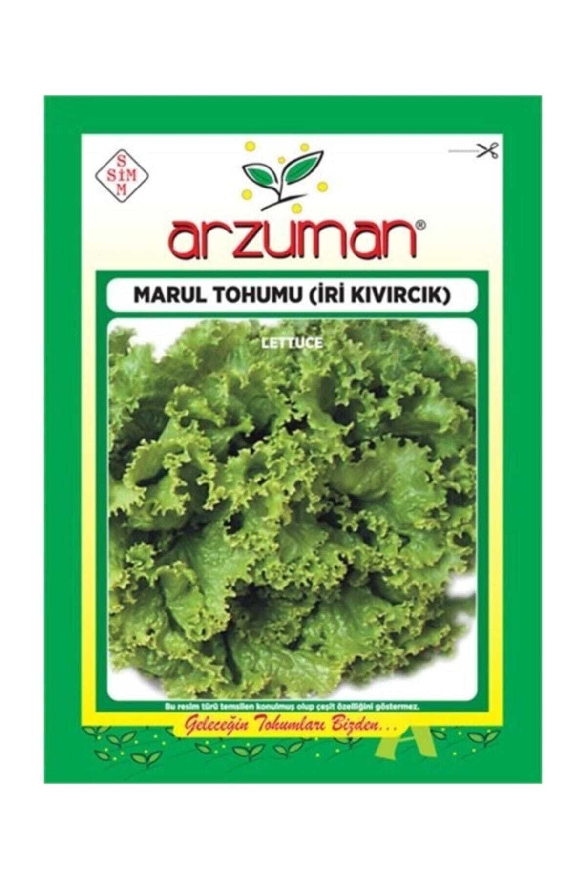 Iri Kıvırcık Marul Tohumu