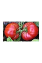 Marmande Domates Tohumu