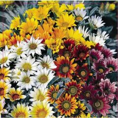 Arzuman Meramlı Kız (Gazania Splendens) Çiçek Tohumu 20 Adet