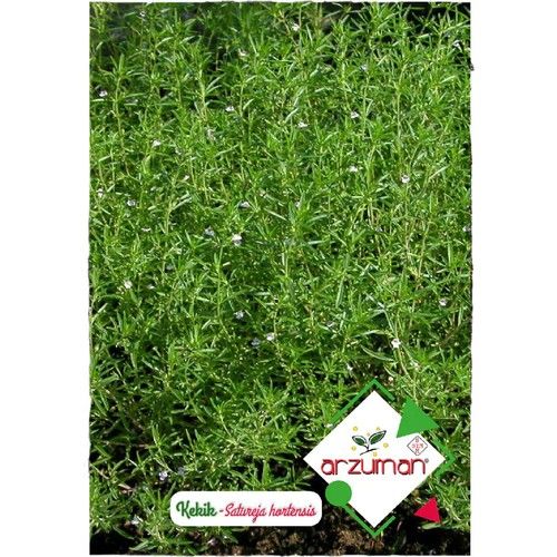Arzuman Kekik Tohumu 100'lü