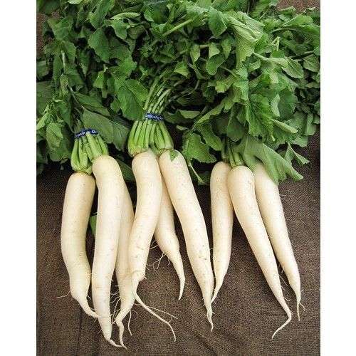 Arzuman Japon Turpu 10 Gram