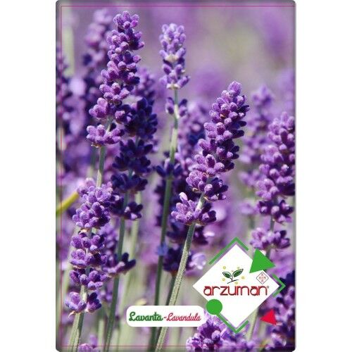 Arzuman Lavanta Çiçeği Tohumu (100 Adet)
