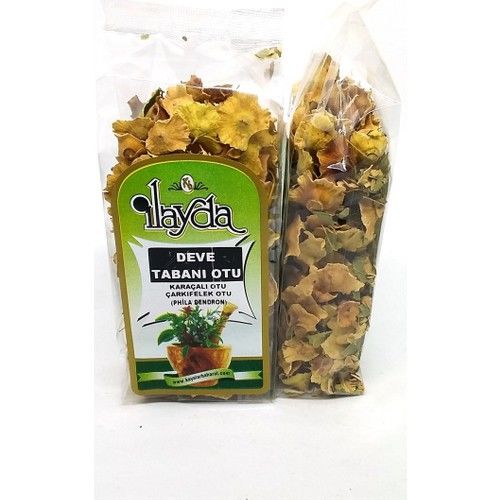 İLAYDA Deve Tabanı Otu (Phila Dendron )