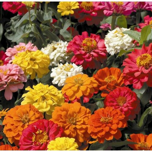 Arzuman Zinna Çiçeği 30 Tohum