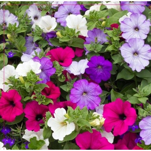 Arzuman Petunya Tohumu 100 Adet
