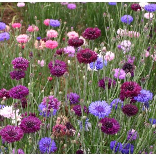 Arzuman Kontur Çiçeği 50 Tohum