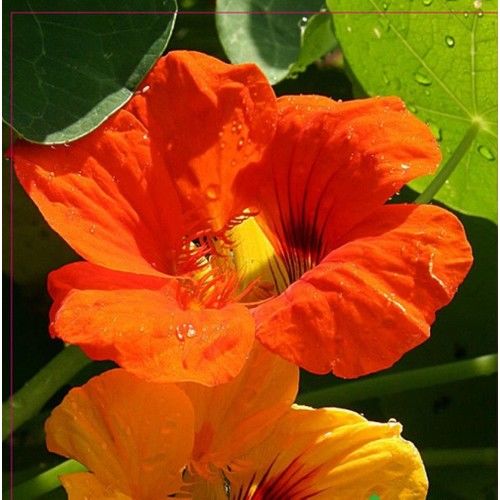 Arzuman Laden Tohumu 6 Adet