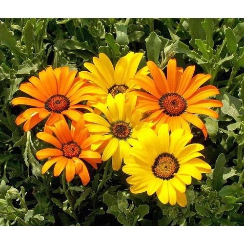 Arzuman Afrika Papatyası Rudbeckıa 100 Adet