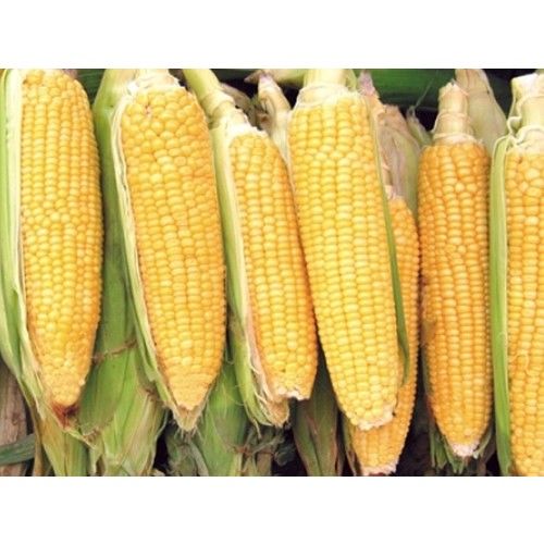 Arzuman Mısır (Tatlı) 25 Gram