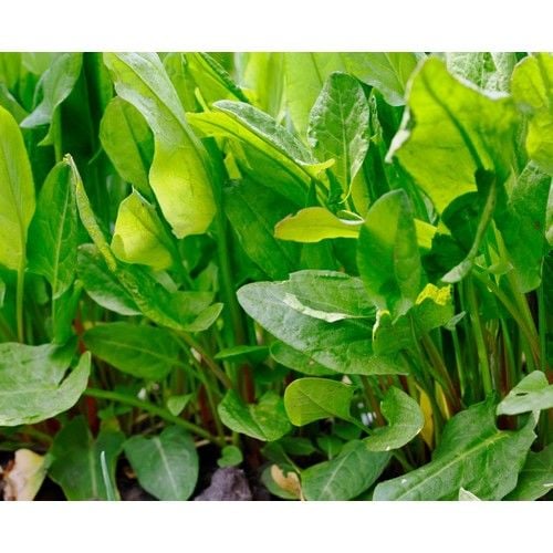 Arzuman Kuzukulağı (Ekşiotu) 5 Gram