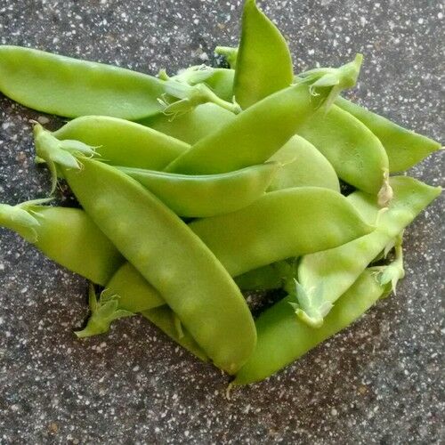 Arzuman Bezelye (Yaprak) 25 Gram