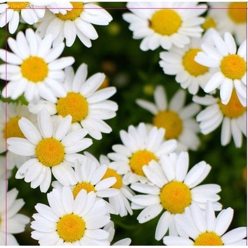 Arzuman Papatya 100'lü