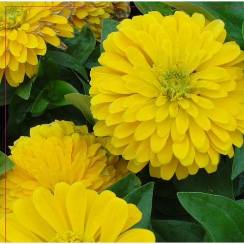 Arzuman Beybenibeğendi Tohumu 30 Adet