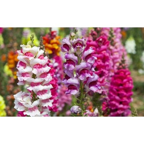 Arzuman Aslanağzı Tohumu 100 Adet