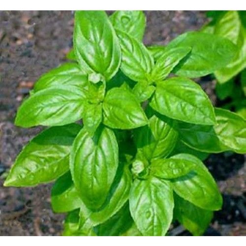 Arzuman Top Reyhan Tohumu 100 Adet