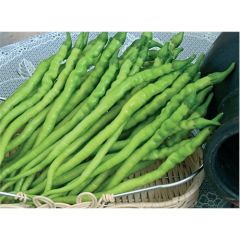 Biber Kıl Sivri Tatlı Tohumu(10 Gr)