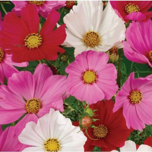 Arzuman Kozmos Çiçeği 30 Tohum