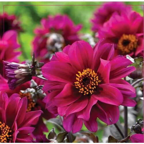 Arzuman Dahlia Tohumu 30 Adet