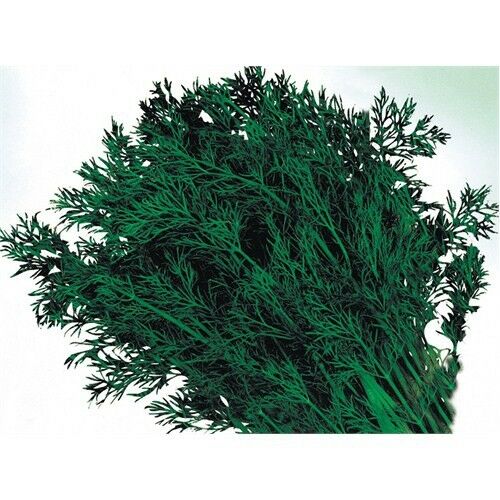 Dereotu Tohumu(10 Gr)