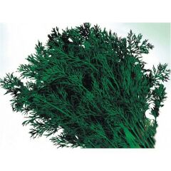 Dereotu Tohumu(10 Gr)