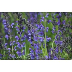 Arzuman Adaçayı Tohumu (50 Adet)